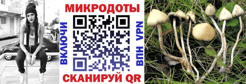 закладка  Кудрово  Псилоцибиновые грибы мухоморы 
