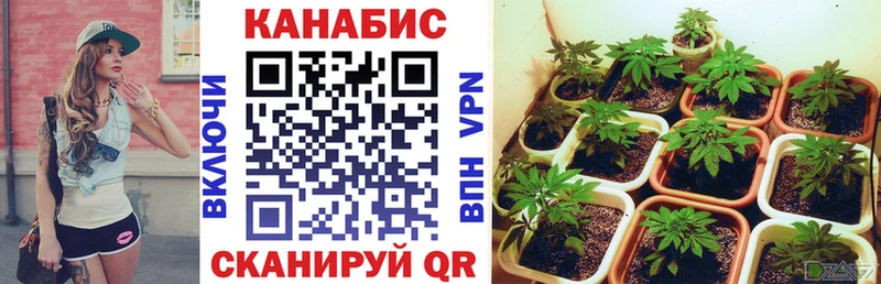 Бошки марихуана Bruce Banner  Кудрово 